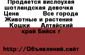 Продается вислоухая шотландская девочка › Цена ­ 8 500 - Все города Животные и растения » Кошки   . Алтайский край,Бийск г.